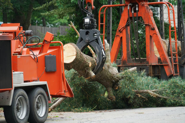 Best Best Tree Removal Services  in USA